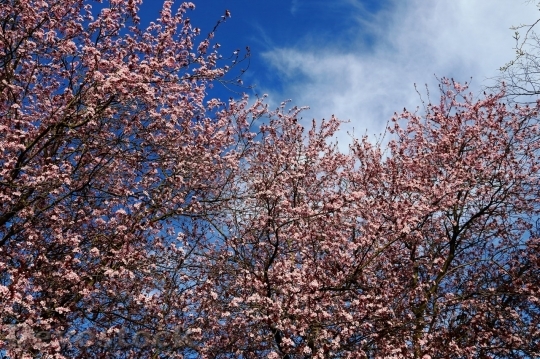 Devostock Plum blossoms unique  (362)