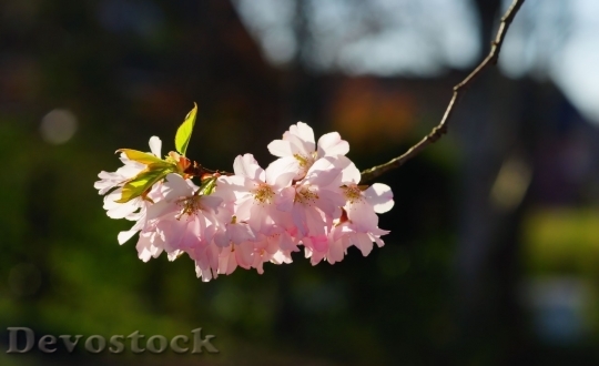 Devostock Plum blossoms unique  (378)