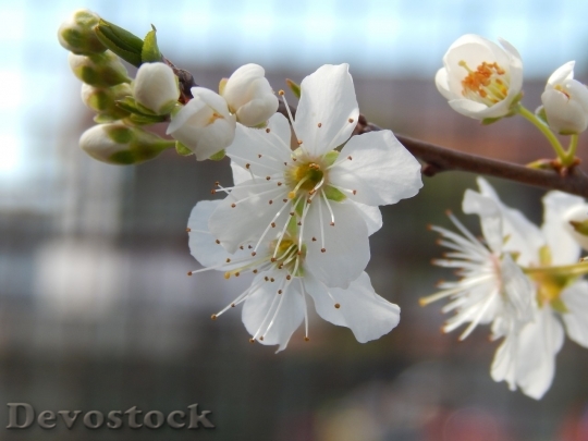Devostock Plum blossoms unique  (380)
