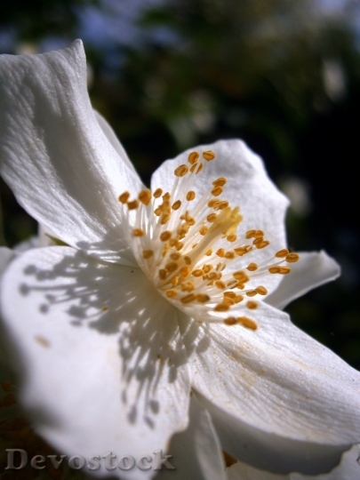 Devostock Plum blossoms unique  (382)
