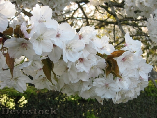 Devostock Plum blossoms unique  (384)