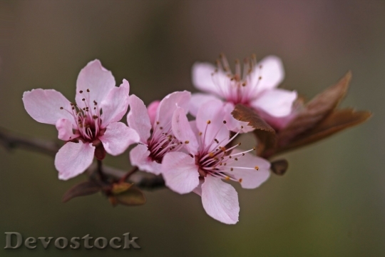 Devostock Plum blossoms unique  (391)