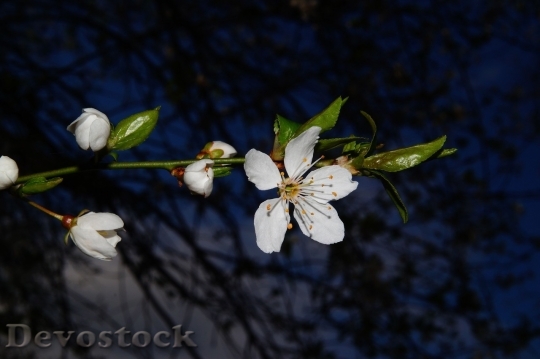 Devostock Plum blossoms unique  (395)