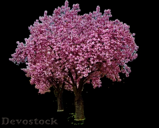 Devostock Plum blossoms unique  (405)