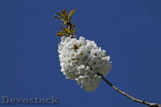 Devostock Plum blossoms unique  (41)