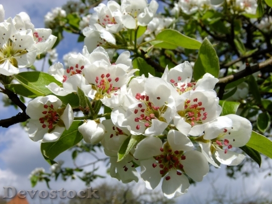 Devostock Plum blossoms unique  (424)