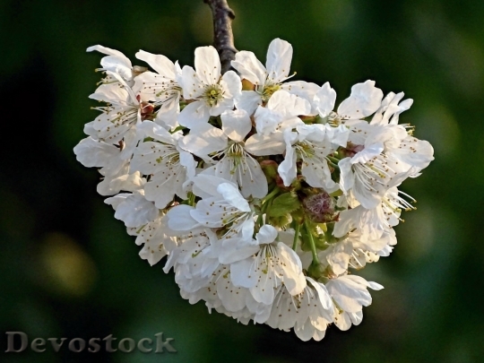 Devostock Plum blossoms unique  (425)