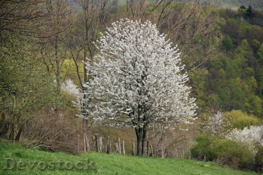 Devostock Plum blossoms unique  (434)