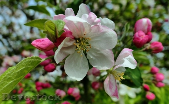 Devostock Plum blossoms unique  (446)