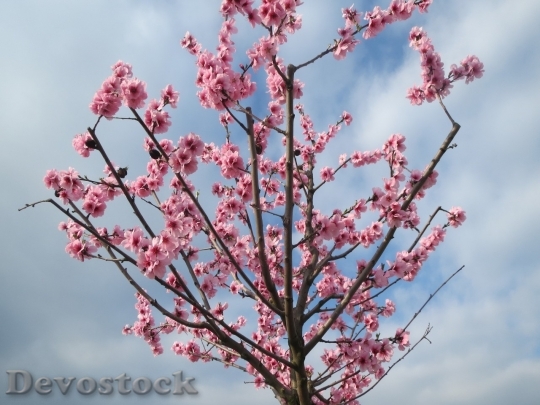 Devostock Plum blossoms unique  (59)