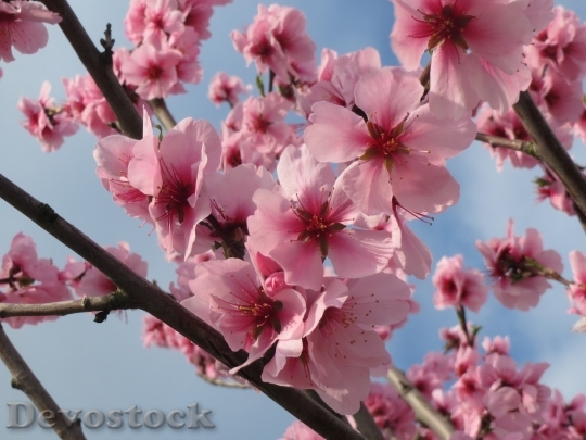 Devostock Plum blossoms unique  (62)