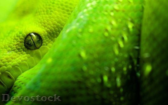 Devostock Rare beautiful green snake  (11)