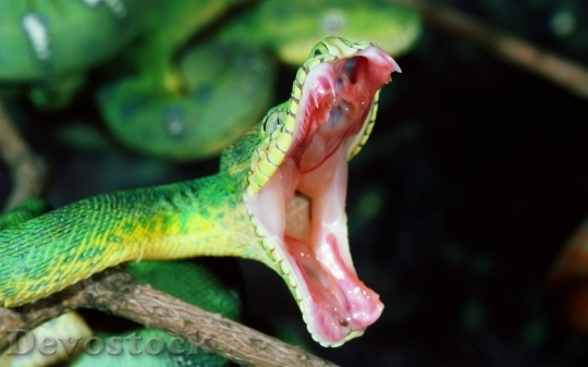 Devostock Rare beautiful green snake  (12)