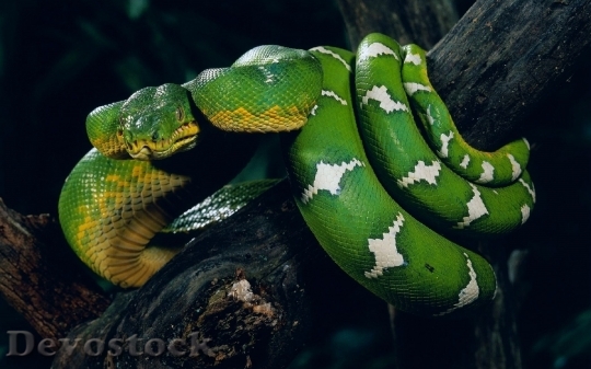 Devostock Rare beautiful green snake  (14)