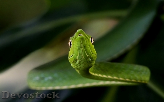 Devostock Rare beautiful green snake  (15)