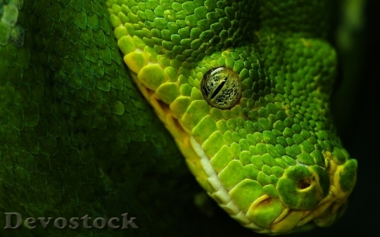 Devostock Rare beautiful green snake  (17)