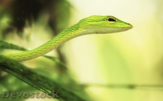 Devostock Rare beautiful green snake  (2)