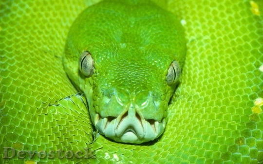 Devostock Rare beautiful green snake  (20)