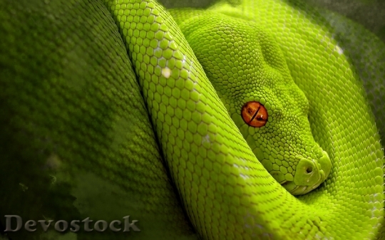 Devostock Rare beautiful green snake  (21)
