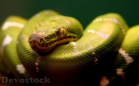Devostock Rare beautiful green snake  (22)