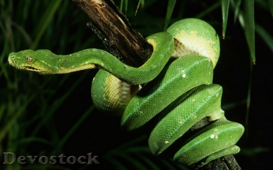 Devostock Rare beautiful green snake  (27)