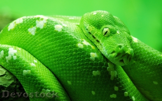 Devostock Rare beautiful green snake  (4)