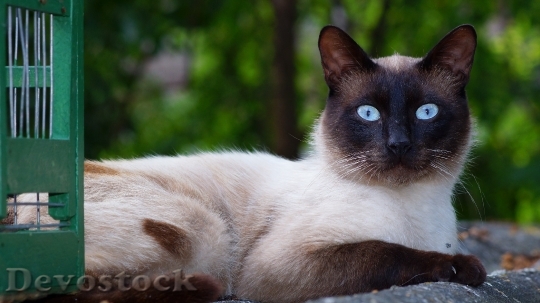 Devostock Rare cute cat with blue eyes