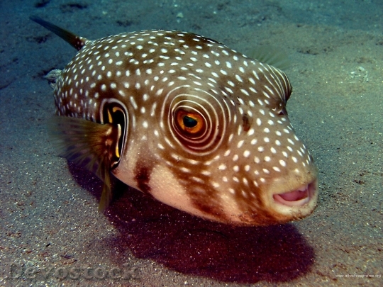 Devostock Sea animal - fish  (27)