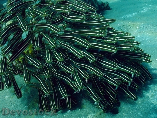 Devostock Sea animal - fishs  moving together 