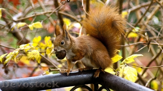 Devostock Smart and cute little squirrel  eating