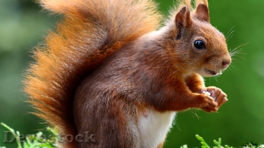 Devostock Smart and cute little squirrel  eating nuts