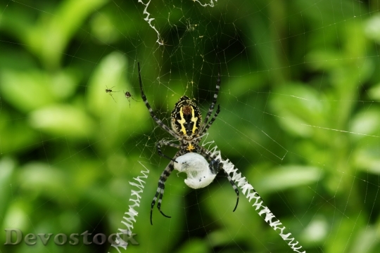 Devostock spider-dsc00593