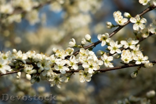 Devostock Spring flowers  (241)