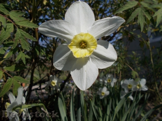 Devostock Spring flowers  (250)