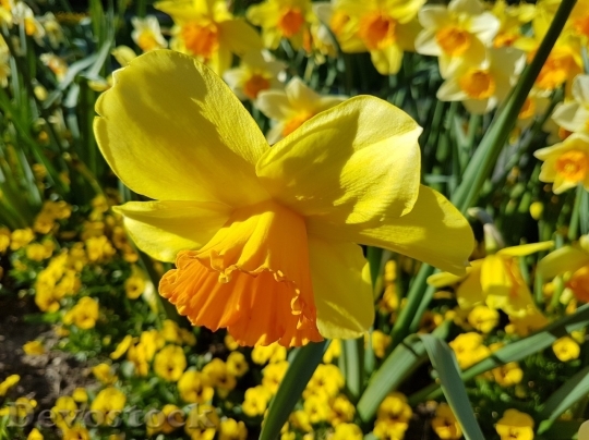 Devostock Spring flowers  (267)