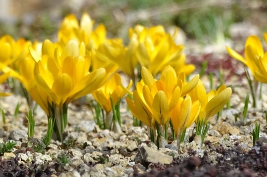 Devostock Spring flowers  (293)