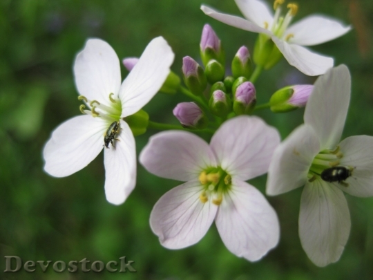 Devostock Spring flowers  (304)