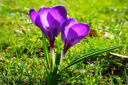 Devostock Spring flowers  (308)