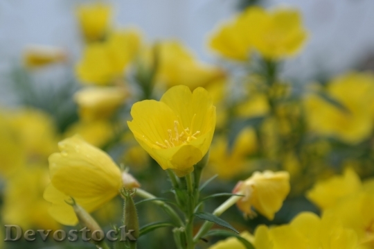 Devostock Spring flowers  (358)