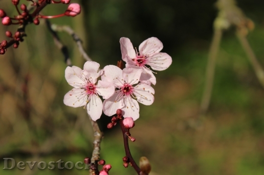 Devostock Spring flowers  (360)