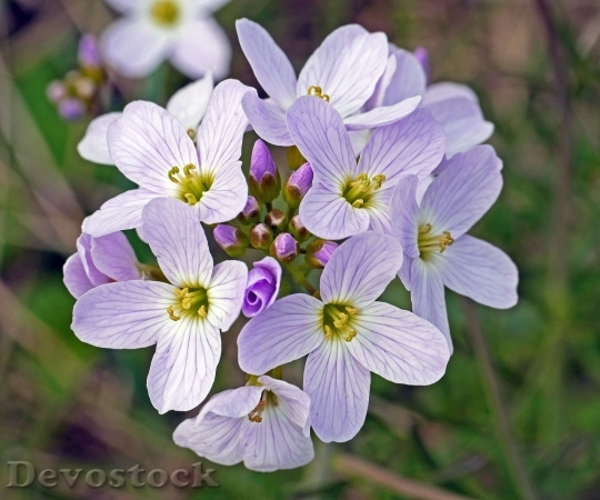Devostock Spring flowers  (361)