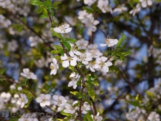 Devostock Spring flowers  (374)