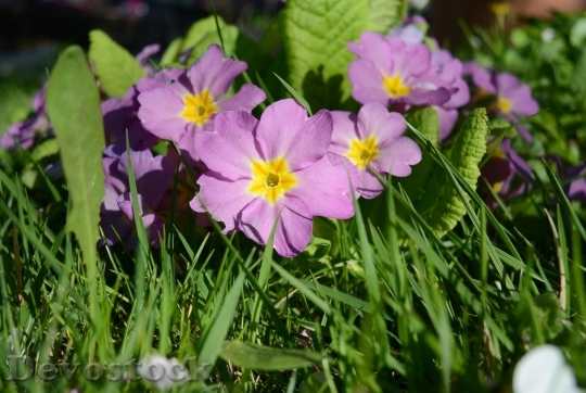 Devostock Spring flowers  (383)