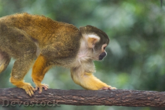 Devostock Squirrel monkey climbing along branch at Oakland Zoo