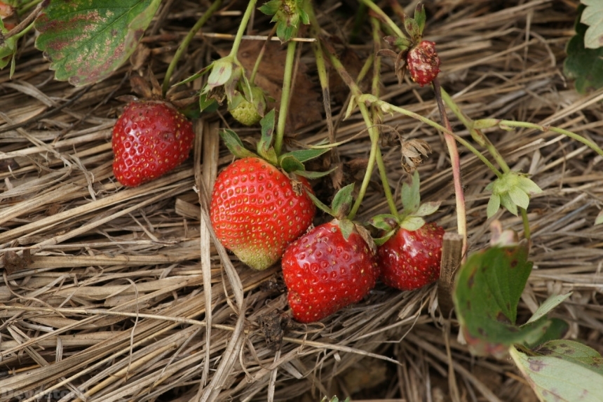 Devostock strawberries-dsc01767-g1