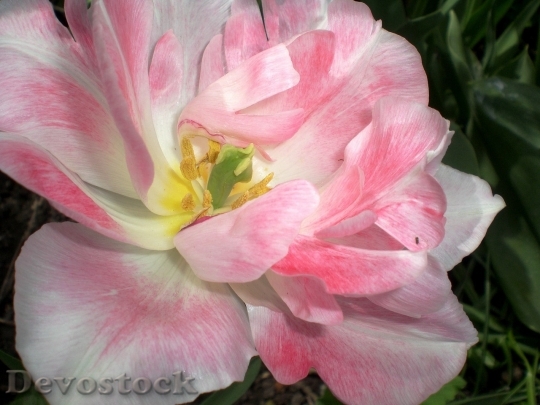 Devostock Tulip beautiful  (116)