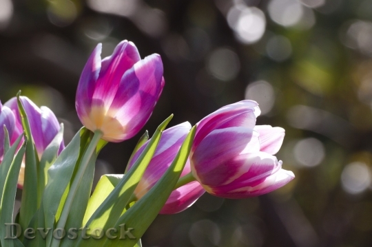 Devostock Tulip beautiful  (120)