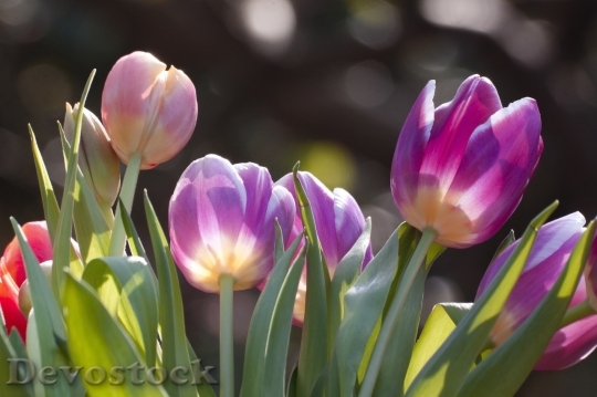 Devostock Tulip beautiful  (121)