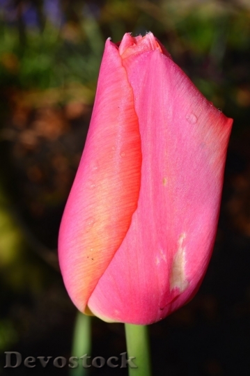 Devostock Tulip beautiful  (122)
