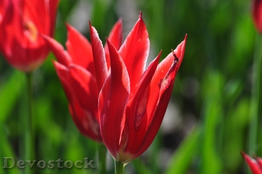 Devostock Tulip beautiful  (135)